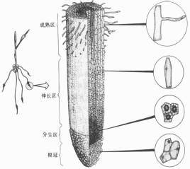 根毛是細胞嗎|2